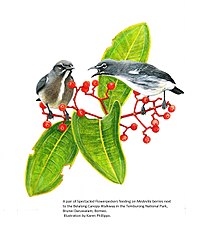 Painting of two grey birds with pale underparts among vegetation