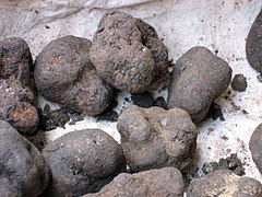 Fungi - Ascomycota, espèce Tuber melanosporum (une Truffe)