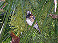 Chestnut-backed thrush