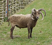 Manx Loaghtan