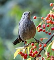 57 Catbird in Central Park (14585) uploaded by Rhododendrites, nominated by Rhododendrites,  23,  0,  0