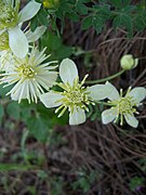 Clematis lasiantha