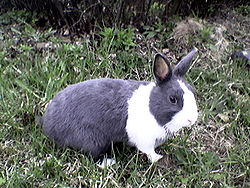 Lapin hollandais