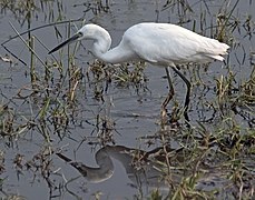 Okovango Delta of Botswana