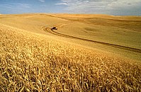 Wheat harvest on the Palouse