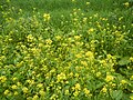 Thumbnail for File:094Flowering SaySim fields in the Philippines 07.jpg