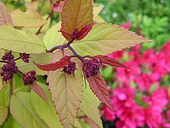 May 2004 nature in Fouesnant 15.jpg