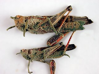 Locusts killed by the naturally occurring fungus Metarhizium, an environmentally friendly means of biological control[62]