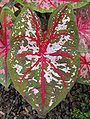 Caladium bicolor 'Florida Calypso'.