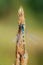 Coenagrion scitulum – Oberseite