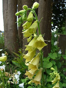 Didžiažiedė rusmenė (Digitalis grandiflora)