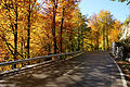 English: Autumnal European beeches on the Loiblpass Road next to the Sapotnica Deutsch: Herbstliche Rotbuchen an der Loiblpass Straße nahe der Sapotnica