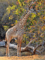 A Schiraff in Sidluangwa-Nazionalpark.