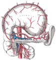 Arteri celiacus dan cabang-cabangnya. Lambung telah digeser ke atas, dan peritoneum telah diangkat.