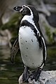 Humboldt Penguin in Zoo Schönbrunn in Vienna.