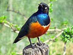 Superb starling (Lamprotornis superbus).