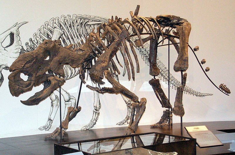 File:Pachyrhinosaurus Royal Tyrell.jpg