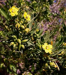 Suriana maritima flowers.JPG