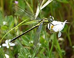 Gomphus pulchellus – Weibchen