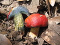 Rubroboletus dupainii