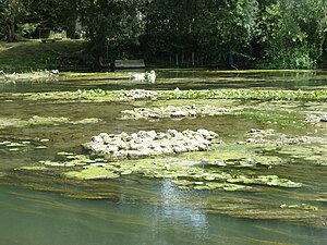 Photographie en couleurs de massifs de maçonnerie affleurant la surface d'un cours d'eau.