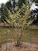 Hamamelis, Colonial Park Arboretum and Gardens