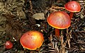 Hygrocybe punicea