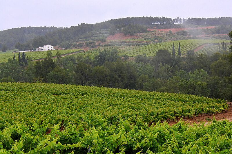 File:Dia de pluja, el Penedès. - Flickr - Angela Llop.jpg