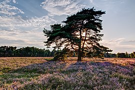 Haltern am See, Westruper Heide -- 2015 -- 7965-9