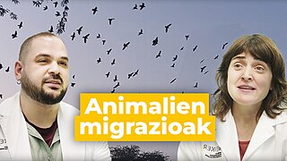 Animalien migrazioa