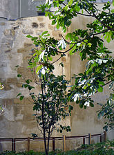 Jardin des Rosiers.