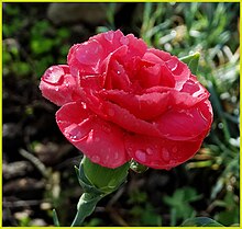 A pink carnation flower