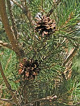 Piñas de pino albar (Pinus sylvestris)