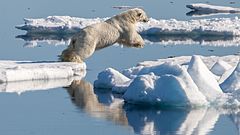 Third place: Male Polar bear (Ursus maritimus) chasing a bearded seal. – انتساب: Andreas Weith (CC BY-SA 4.0)