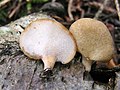 Polyporus leptocephalus sin. varius