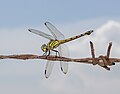 * Nomination Potamarcha congener on barbed wire fence, Sambisari Temple, Yogyakarta --Crisco 1492 15:51, 27 April 2014 (UTC) * Promotion  Support --Cccefalon 16:36, 27 April 2014 (UTC)