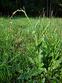 Tirşoya berxikan (Rumex acetosa)