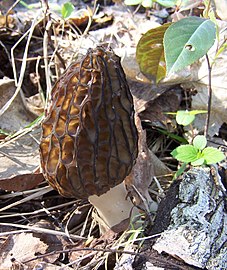 The ascocarp of a morel contains numerous apothecia.