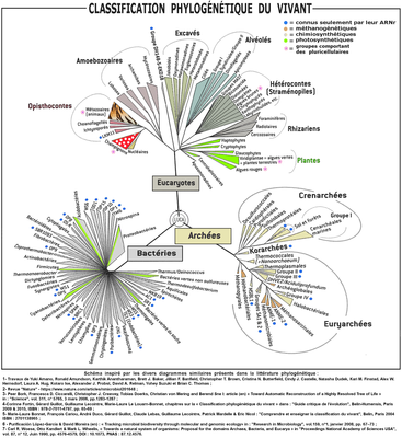 « Buisson » phylogénétique du vivant avec les « trois empires » : en bas les Procaryotes (bactéries et les archées), en haut les Eucaryotes[7],[8].