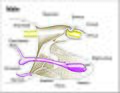 Image 17Male genitalia of Lepidoptera (from Insect reproductive system)