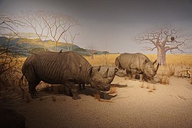 Milwaukee Public Museum November 2022 148 (Africa--Eastern Africa--Savanna Bush).jpg