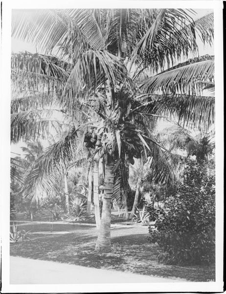 File:A cocoanut palm tree growing in a lawn, Hawaii, ca.1920 (CHS-1786).jpg