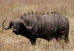 Ngorongoro Conservation Area, Tanzania