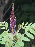 Inflorescence.