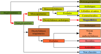 Angiospermes arbre5.png