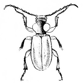 Anoploderma bicolor