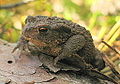 Bufo bufo, Gripau comú