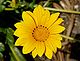 Gazania