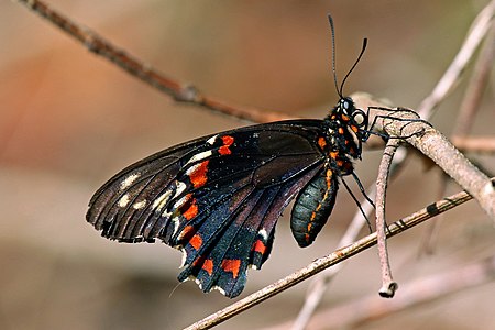 Battus polydamas subsp. jamaicensis (Gold Rim Swallowtail)