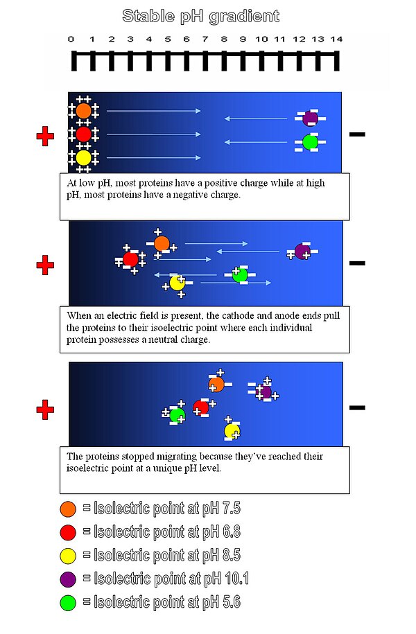 Isoelectric Focusing